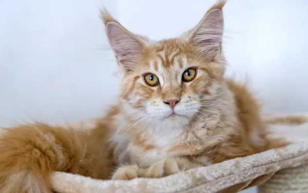 怎么让小(xiǎo)猫不乱大便（想让小(xiǎo)猫不乱拉的方法）