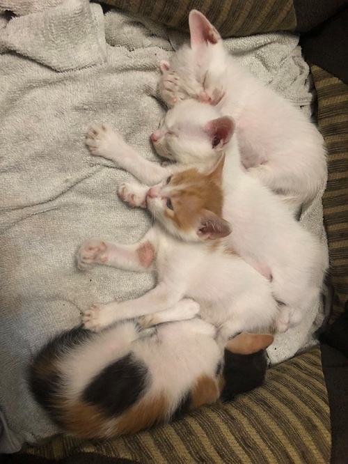 猫生小(xiǎo)猫前提示主人(猫生小(xiǎo)猫前提示主人叫唤)
