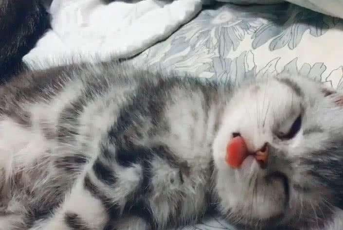 猫生小(xiǎo)猫前提示主人(猫生小(xiǎo)猫前提示主人叫唤)
