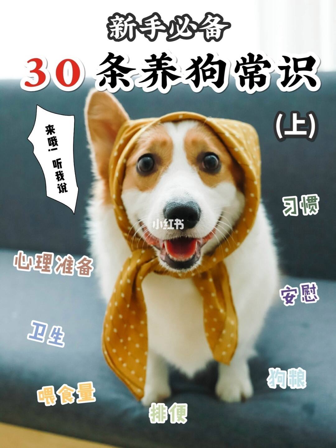 养狗需要准备什么(新(xīn)手养狗需要买什么)