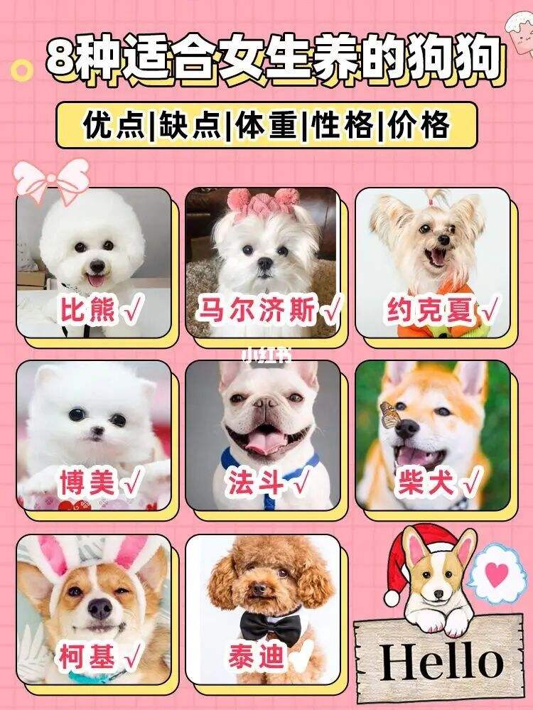 适合女生养的狗(适合女生养的中型犬)