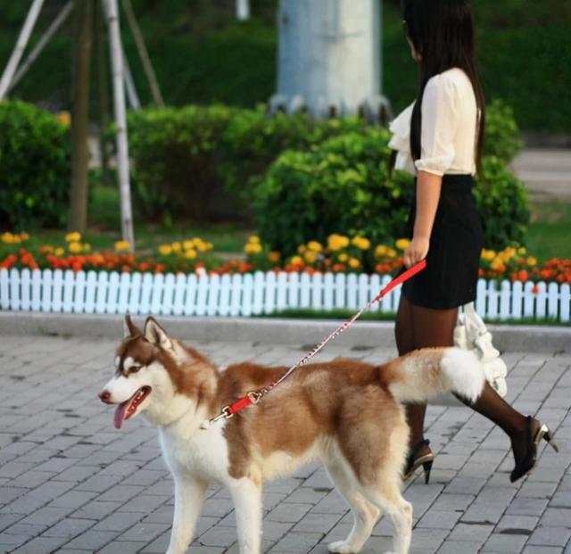 适合女生养的狗(适合女生养的中型犬)