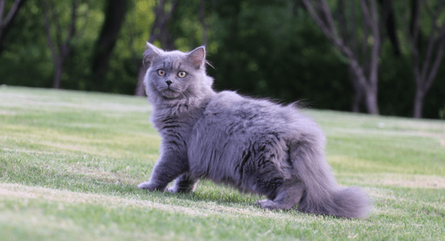 蓝猫為(wèi)什么叫蓝猫(蓝猫為(wèi)什么叫蓝猫不叫灰猫)