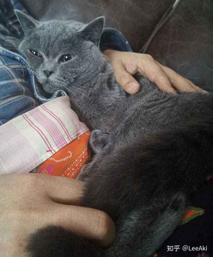 蓝猫為(wèi)什么叫蓝猫(蓝猫為(wèi)什么叫蓝猫不叫灰猫)