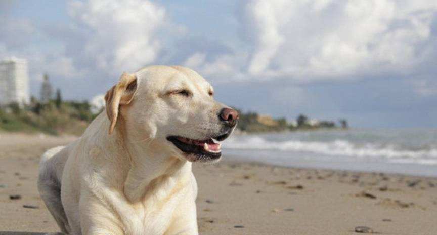 最聪明的狗排名(大型犬最聪明的狗排名)