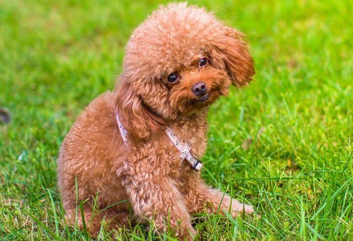 适合女生养的狗(适合女生养的狗中型犬)