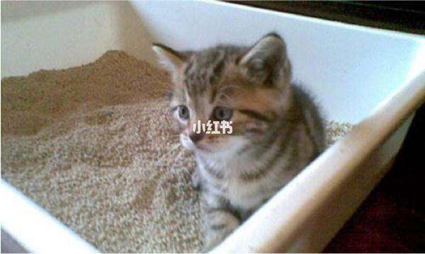 猫咪拉肚子了吃什么药(猫咪拉肚子了吃什么药比较好)