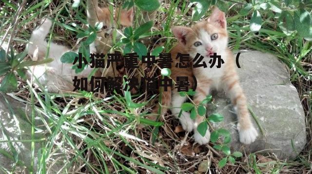 小(xiǎo)猫严重中暑怎么办(如何解决猫中暑)