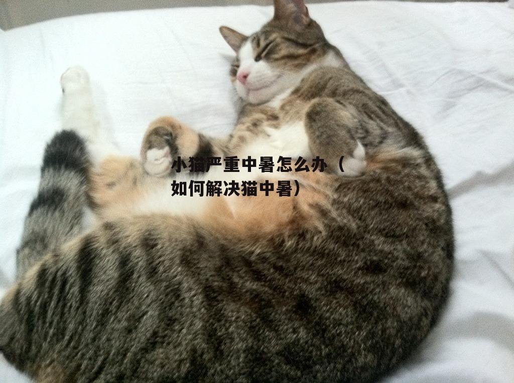 小(xiǎo)猫严重中暑怎么办（如何解决猫中暑）