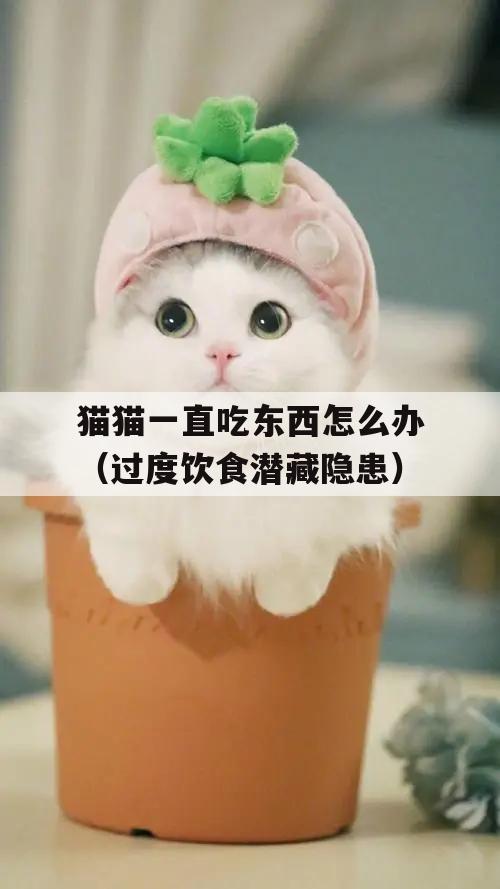 猫猫一直吃东西怎么办(过度饮食潜藏隐患)