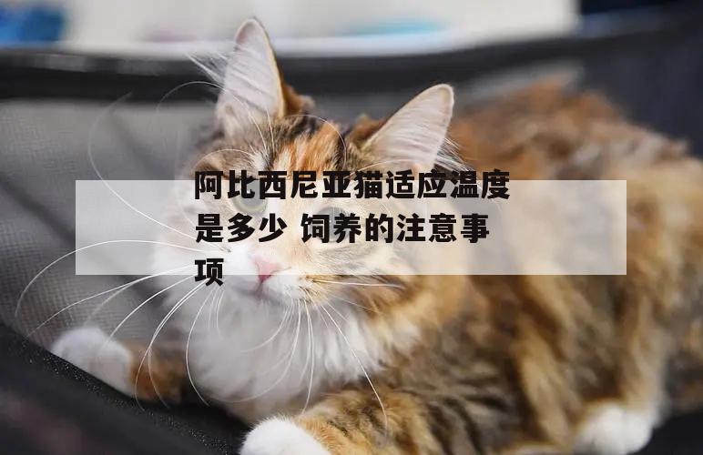 阿比西尼亚猫适应温度是多(duō)少 饲养的注意事项