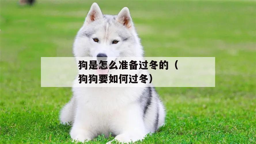 狗是怎么准备过冬的（狗狗要如何过冬）