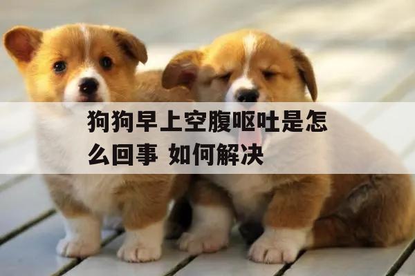 狗狗早上空腹呕吐是怎么回事 如何解决