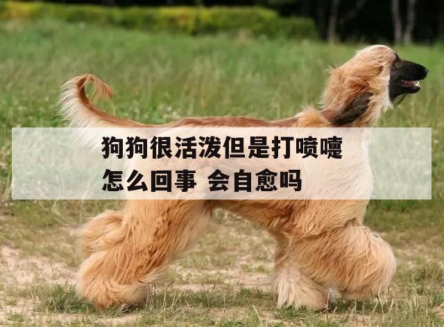 狗狗很(hěn)活泼但是打喷嚏怎么回事 会自愈吗