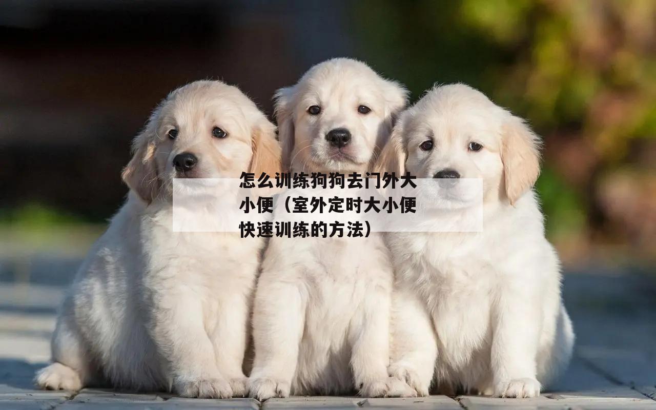 怎么训练狗狗去门外大小(xiǎo)便（室外定时大小(xiǎo)便快速训练的方法）