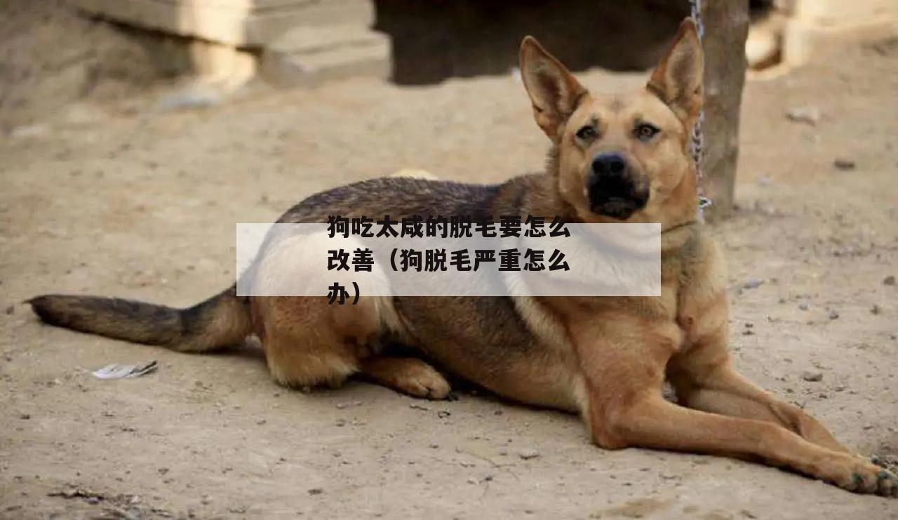 狗吃太咸的脱毛要怎么改善(狗脱毛严重怎么办)