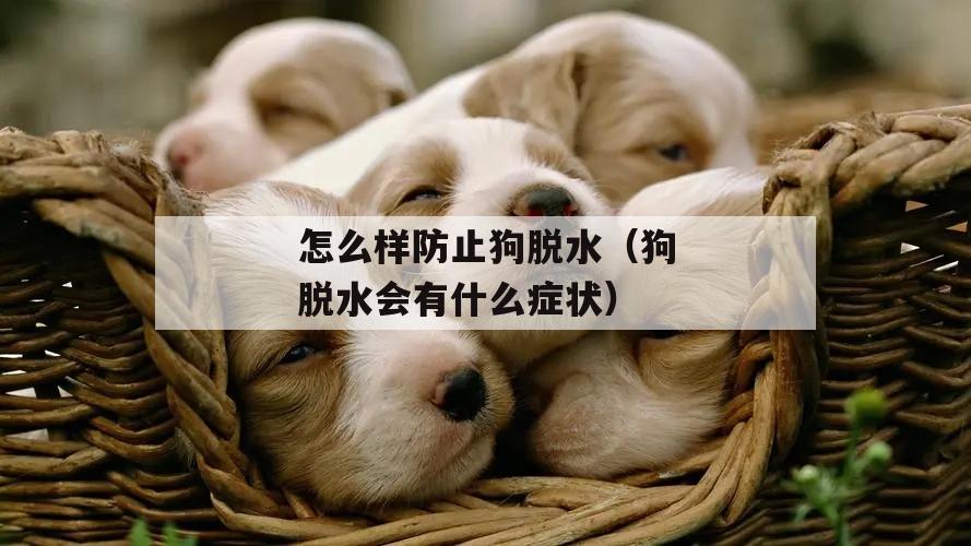 怎么样防止狗脱水(狗脱水会有(yǒu)什么症状)