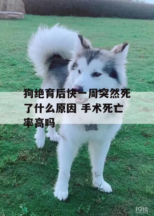 狗绝育后快一周突然死了什么原因 手术死亡率高吗