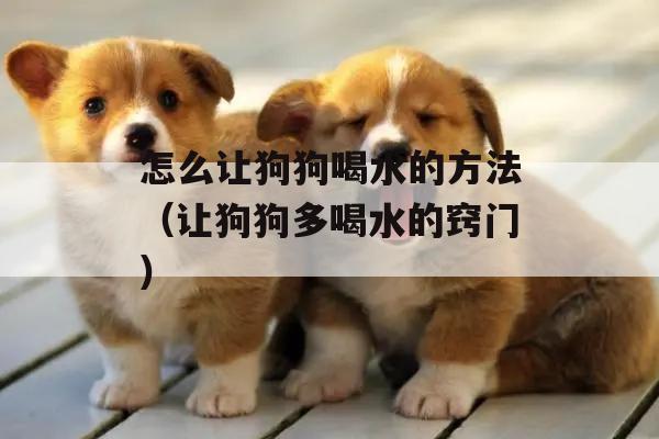 怎么让狗狗喝(hē)水的方法(让狗狗多(duō)喝(hē)水的窍门)