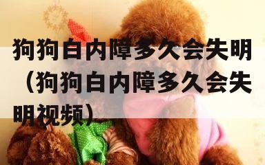 狗狗白内障多(duō)久会失明(狗狗白内障多(duō)久会失明视频)