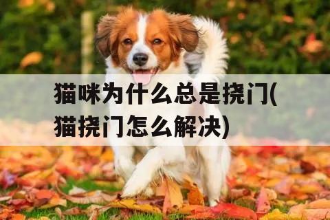 猫咪為(wèi)什么总是挠门(猫挠门怎么解决)