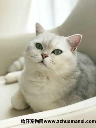 猫咪大面积斑秃怎么办(猫斑秃的治疗方法)