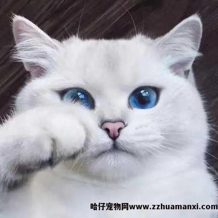 猫咪大面积斑秃怎么办（猫斑秃的治疗方法）