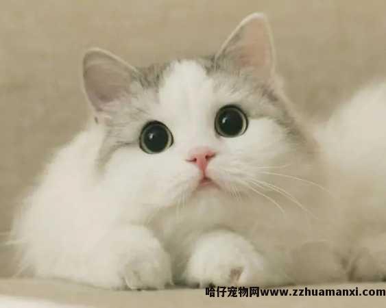怎么看小(xiǎo)猫性格好坏（如何判断猫咪的性格）