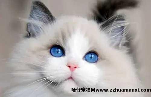 猫咪可(kě)以吃头孢拉定吗（头孢拉定怎么给猫用(yòng)）