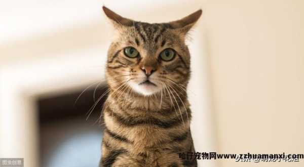 猫绝育几天恢复正常(猫绝育多(duō)久恢复正常)