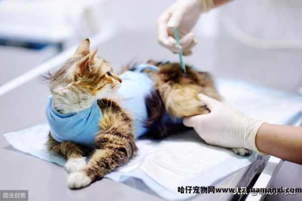 猫绝育几天恢复正常(猫绝育多(duō)久恢复正常)