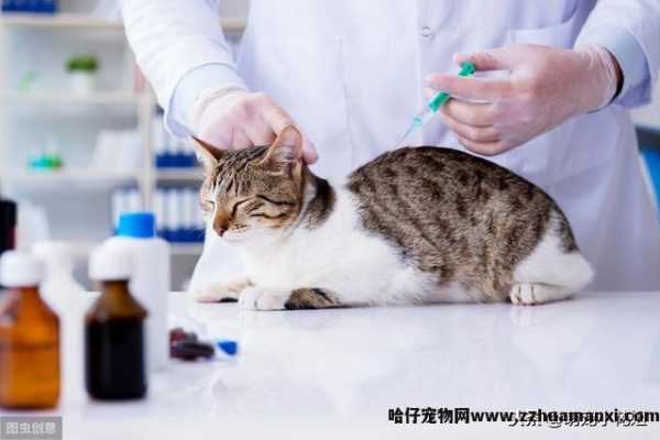 猫绝育几天恢复正常(猫绝育多(duō)久恢复正常)