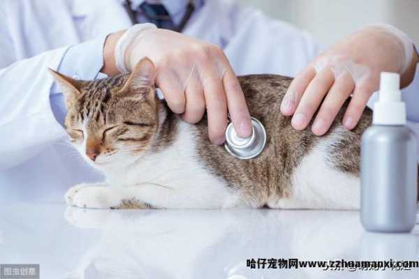 猫绝育几天恢复正常(猫绝育多(duō)久恢复正常)
