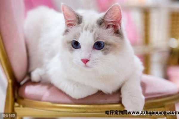猫绝育几天恢复正常(猫绝育多(duō)久恢复正常)