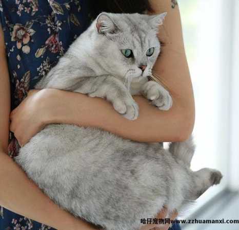 抱猫的正确姿势图解(抱猫的正确姿势图片)