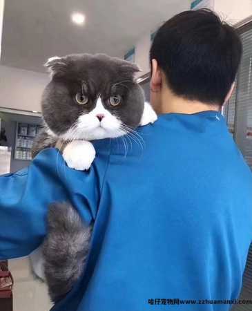 抱猫的正确姿势图解(抱猫的正确姿势图片)