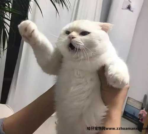 抱猫的正确姿势图解(抱猫的正确姿势图片)