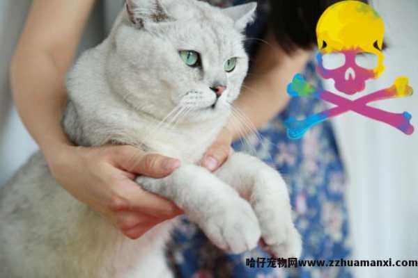 抱猫的正确姿势图解(抱猫的正确姿势图片)