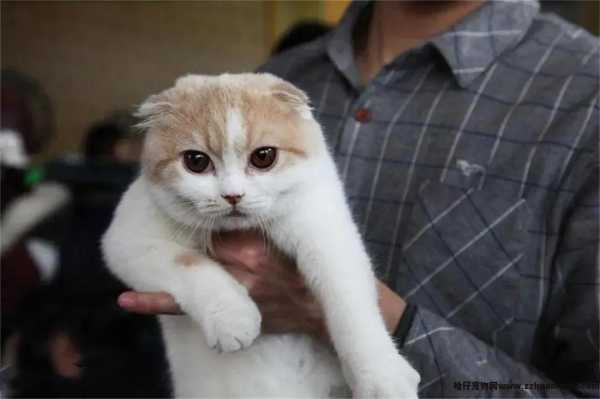 猫多(duō)囊肾能(néng)活多(duō)久(猫多(duō)囊肾还能(néng)活多(duō)久)