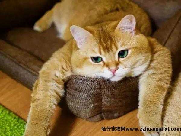 猫多(duō)囊肾能(néng)活多(duō)久(猫多(duō)囊肾还能(néng)活多(duō)久)