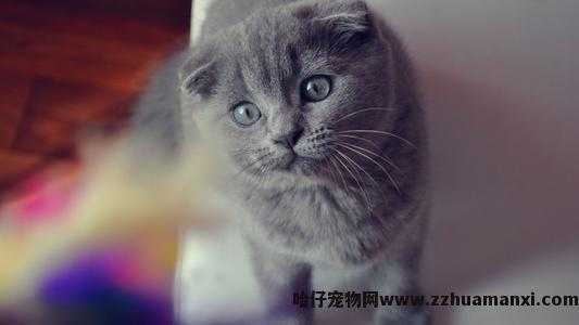 虎斑折耳猫容易发病吗(折耳虎斑猫会发什么病)
