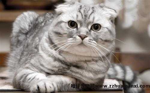 虎斑折耳猫容易发病吗(折耳虎斑猫会发什么病)