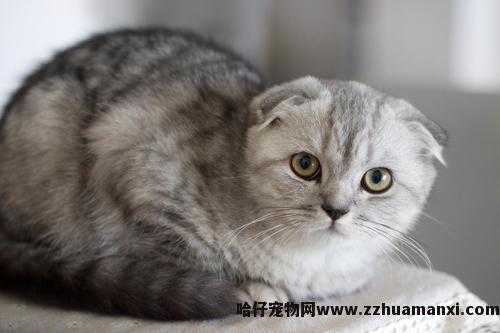 虎斑折耳猫容易发病吗(折耳虎斑猫会发什么病)