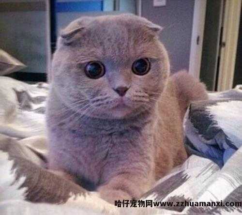 虎斑折耳猫容易发病吗(折耳虎斑猫会发什么病)