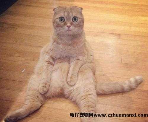 虎斑折耳猫容易发病吗(折耳虎斑猫会发什么病)