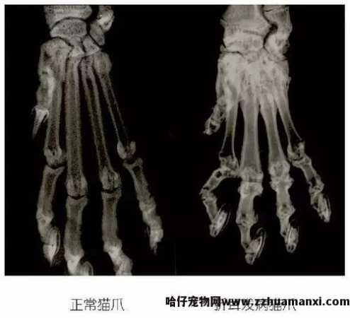 虎斑折耳猫容易发病吗(折耳虎斑猫会发什么病)