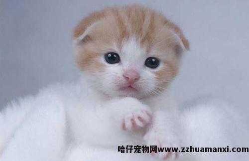 虎斑折耳猫容易发病吗(折耳虎斑猫会发什么病)