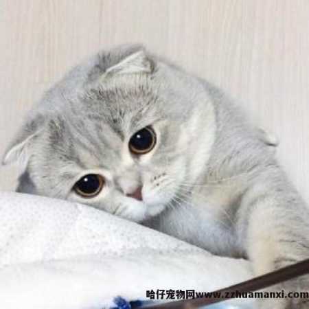 虎斑折耳猫容易发病吗(折耳虎斑猫会发什么病)