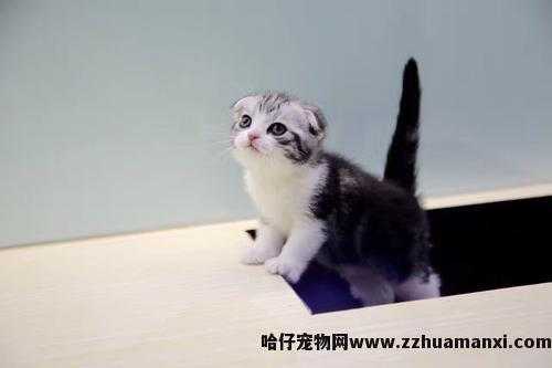 虎斑折耳猫容易发病吗(折耳虎斑猫会发什么病)