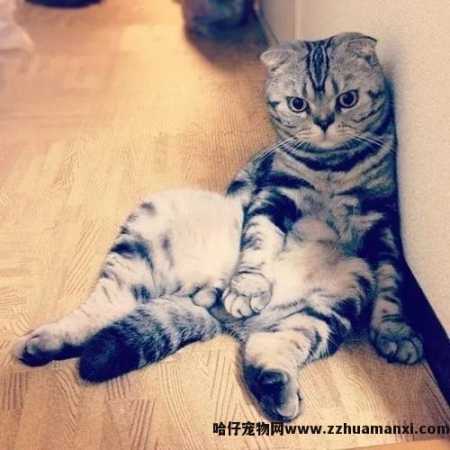 虎斑折耳猫容易发病吗(折耳虎斑猫会发什么病)